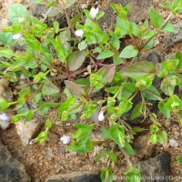 Torenia crustacea (L.) Cham. & Schltdl.